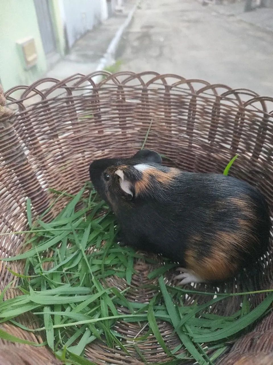 Porquinho da índia Macho 