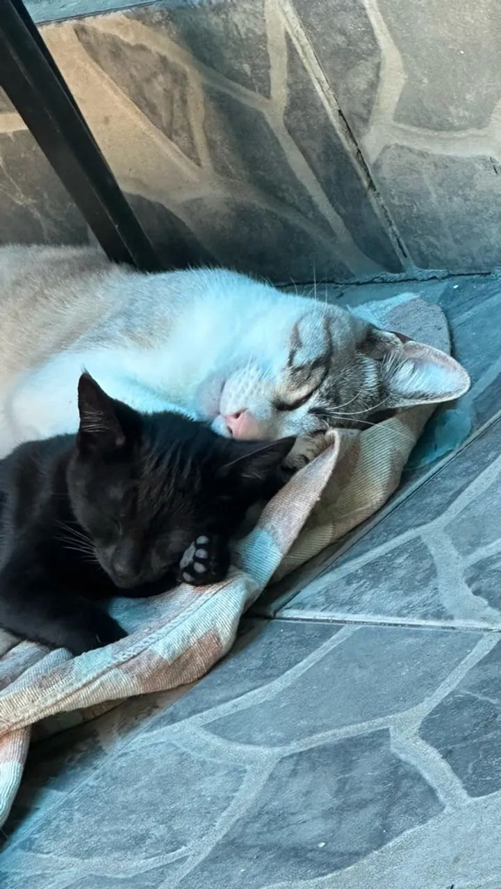 Gata para doar - Foto 3
