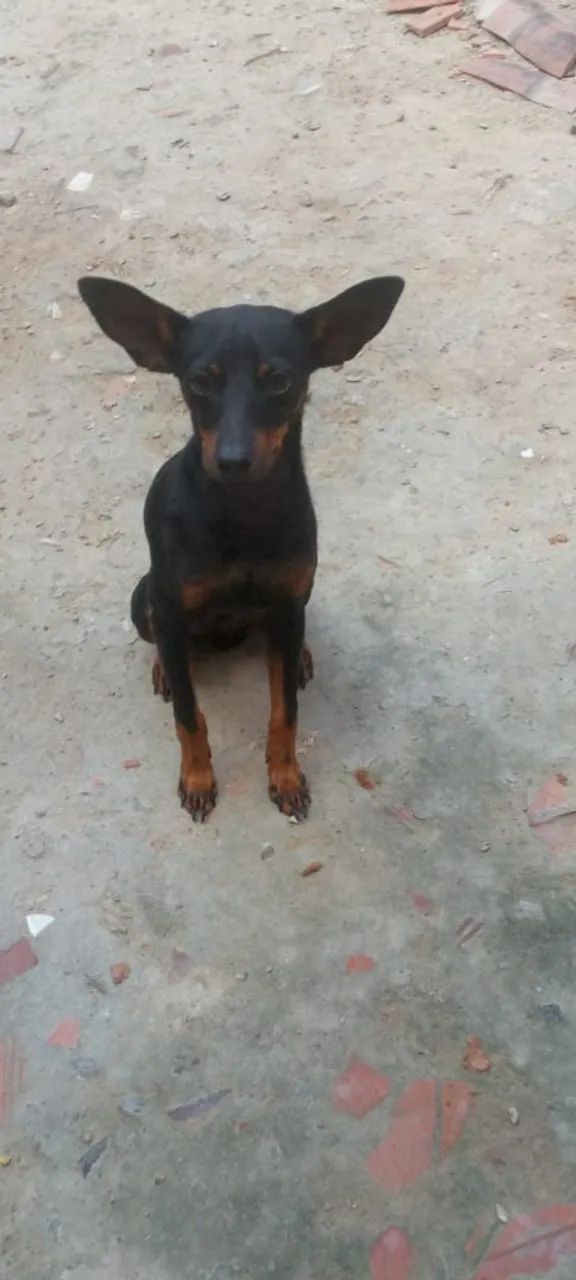 Cachorro pinscher - Foto 2