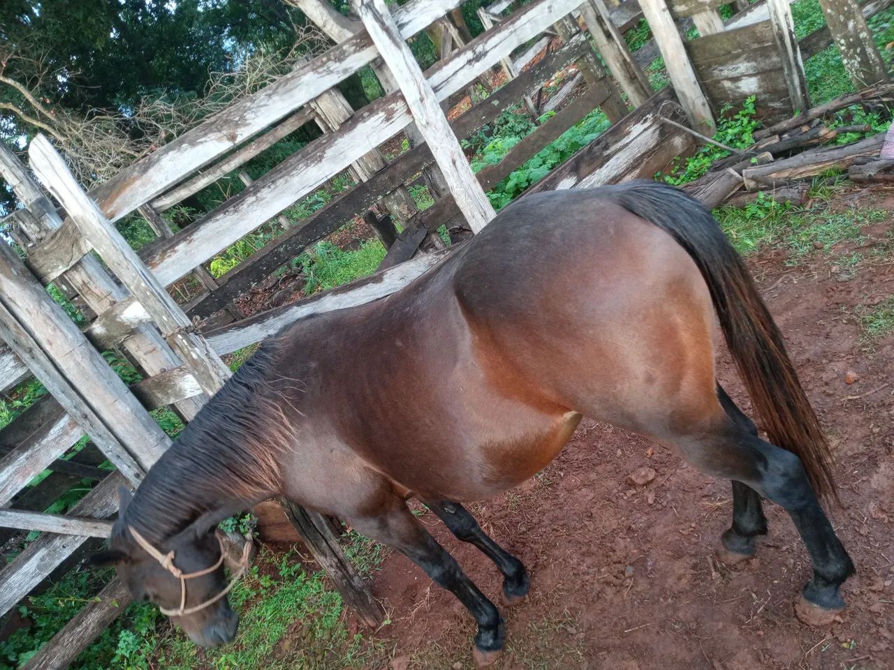 Cavalo - Foto 3