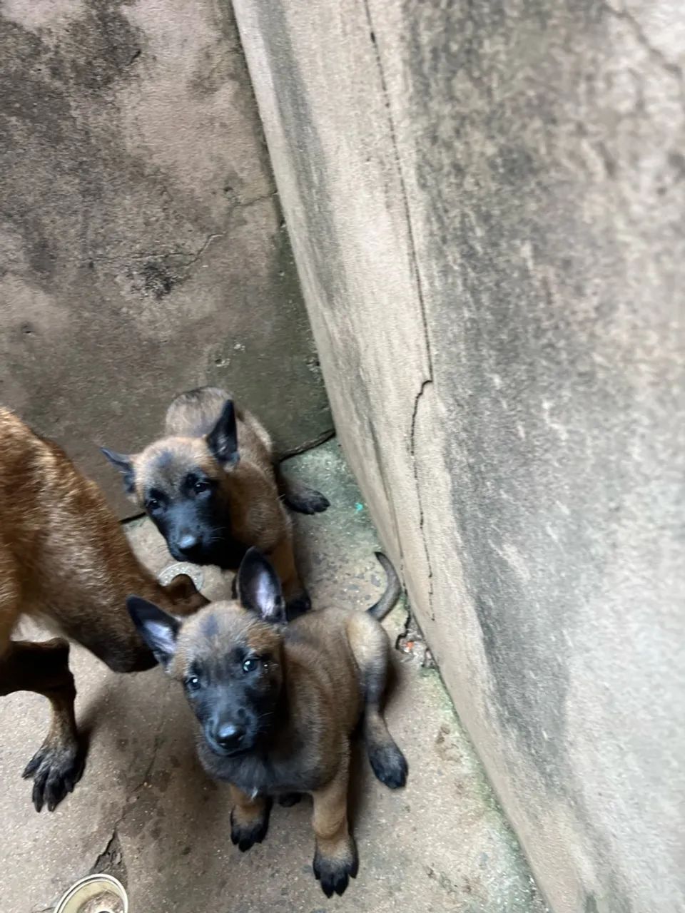Pastor belga de Malinoa  - Foto 4