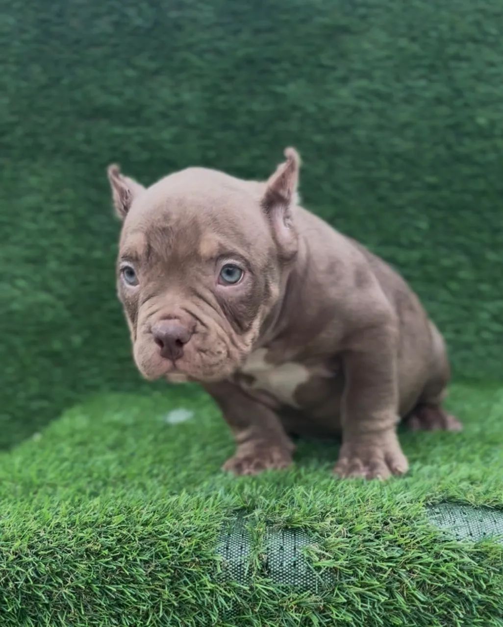 American bully micro macho  - Foto 5