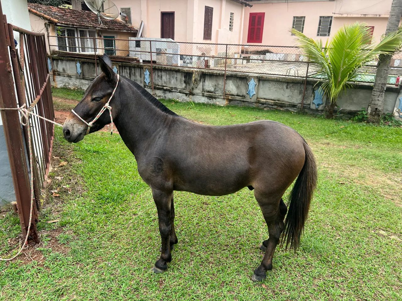 Mini burro - Foto 4