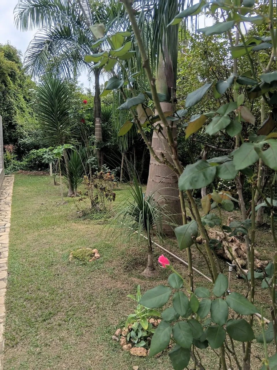 Serviços de jardinagem e limpeza de sítio e lotes em geral  - Foto 5