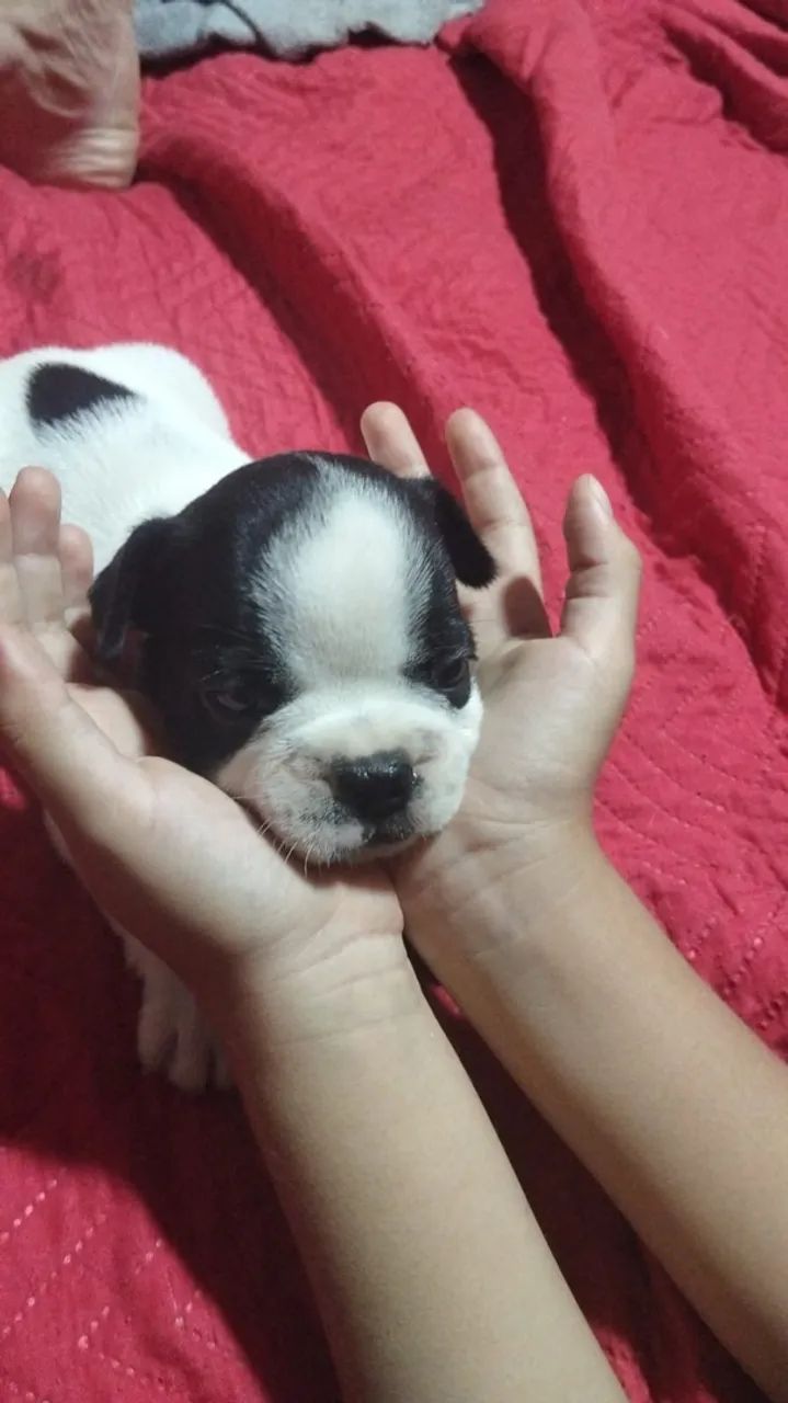 Bulldog francês  - Foto 4