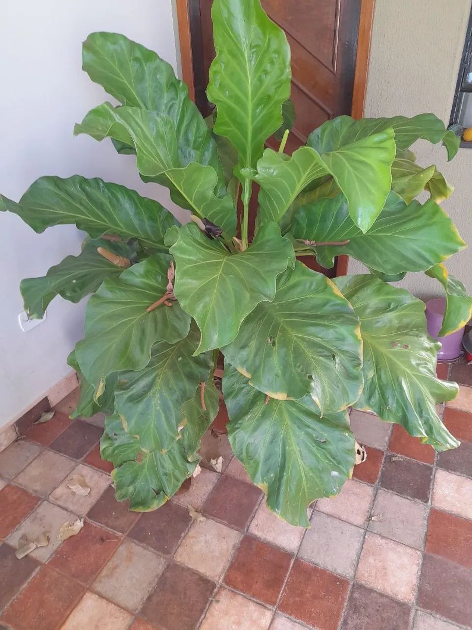 Anthurium  - Foto 2