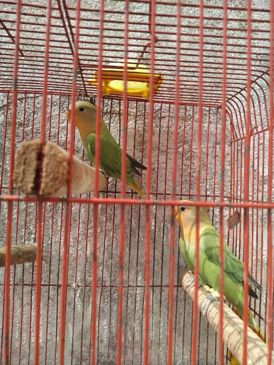 Gaiola novas  - Foto 2