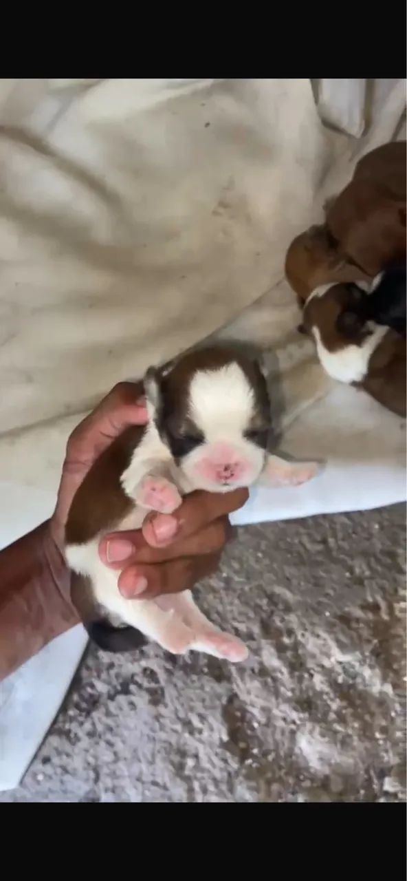 Cachorro dachshund com Shih Tzu - Foto 2
