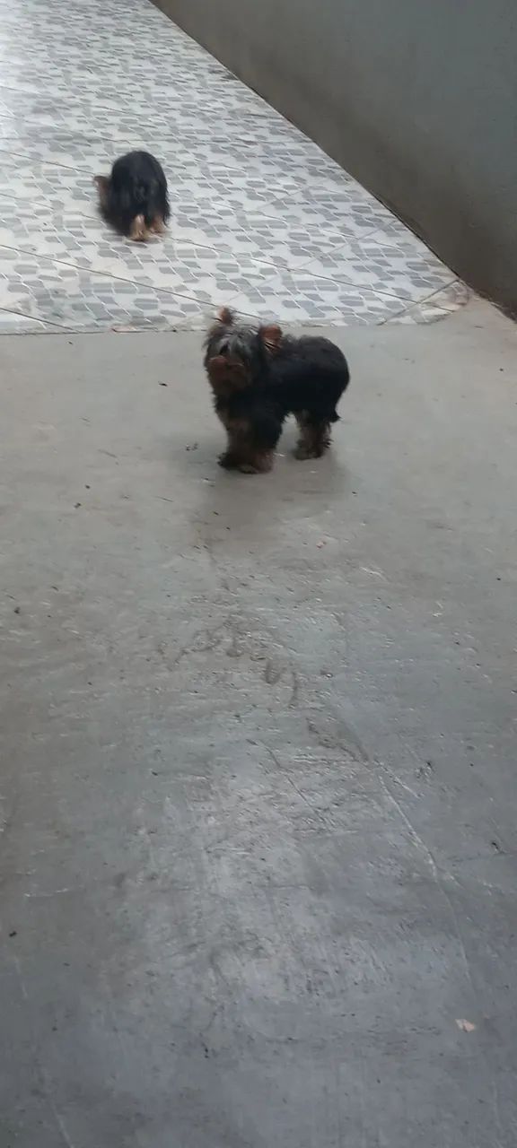 Animais estimação 