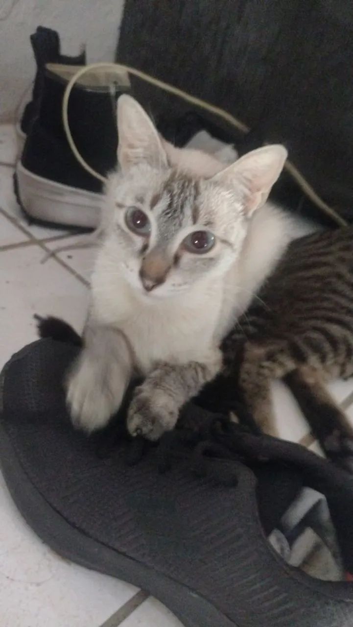 Gatinha para adoção 