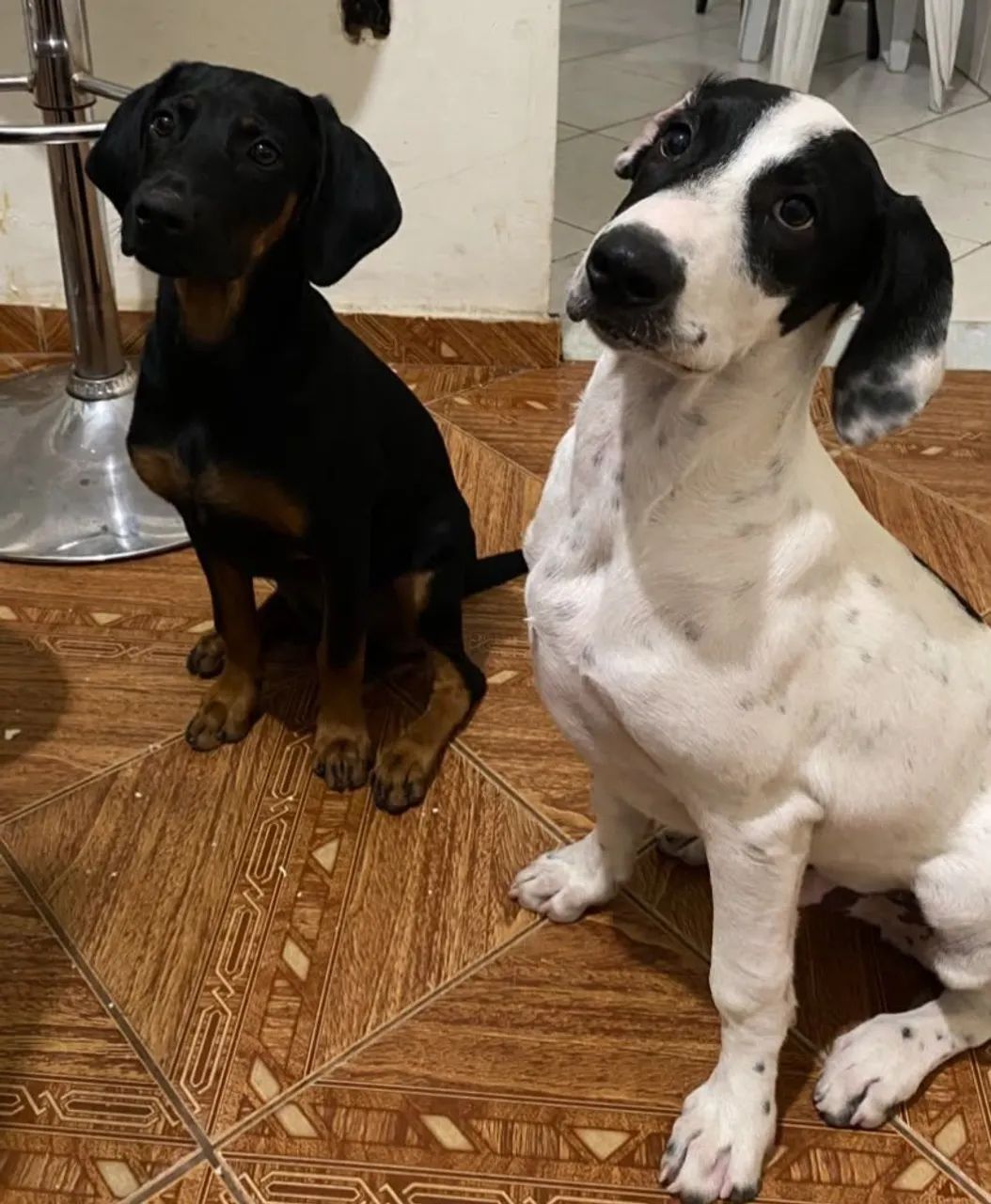 Doação de Cachorros 