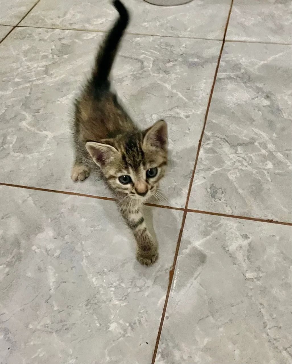 Gatinha pra adoção  - Foto 2
