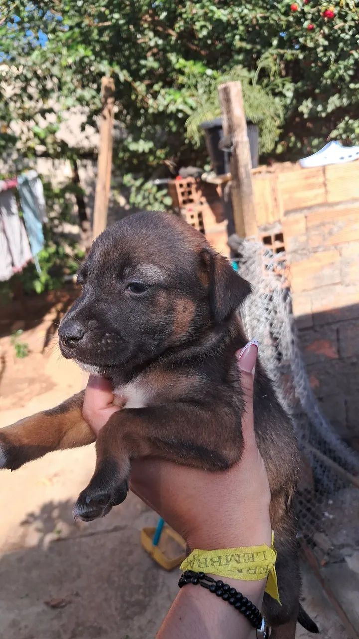 Cachorrinhos para adoção  - Foto 3
