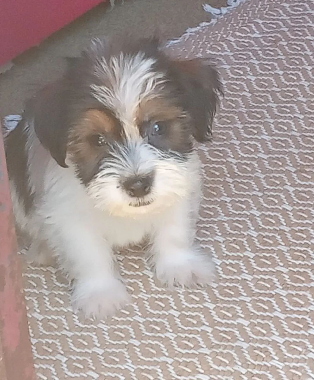 Cachorros - Foto 3