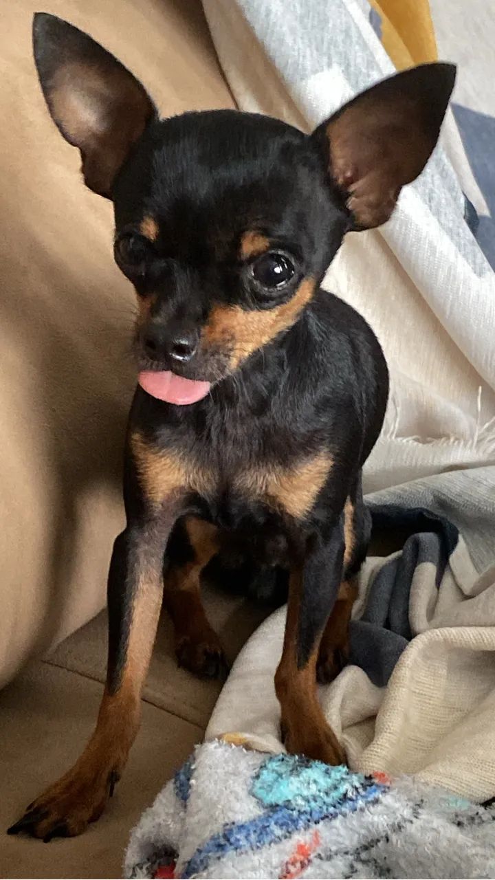 Pincher 0 - Foto 3