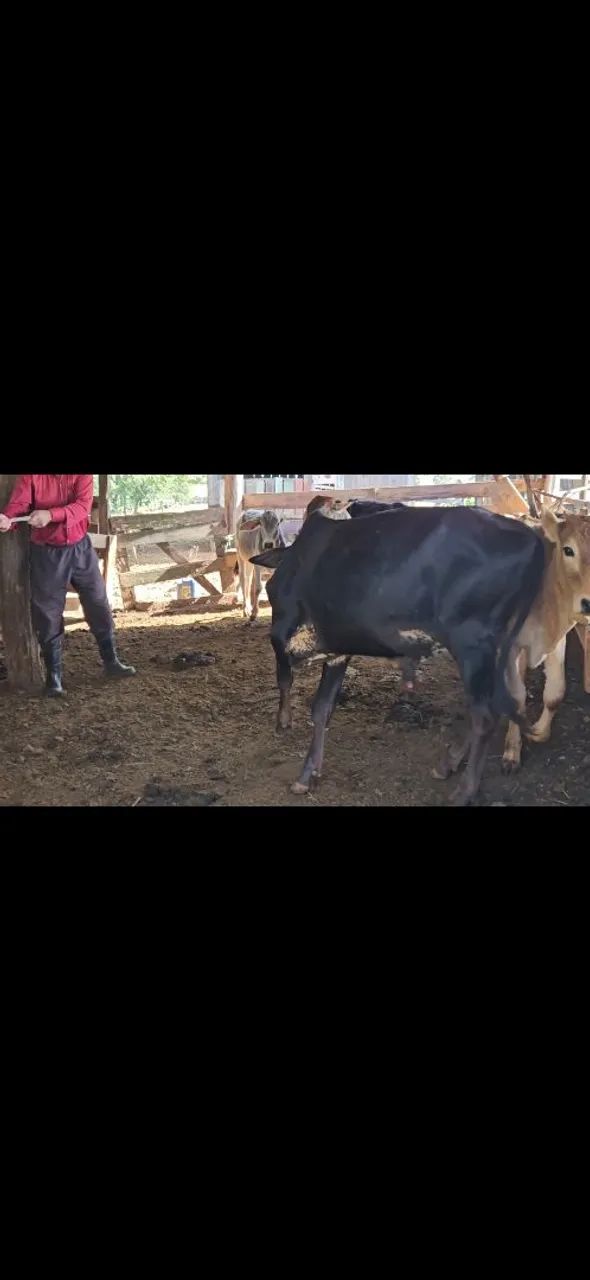 Vende - Se Lote Bezerros  - Foto 4