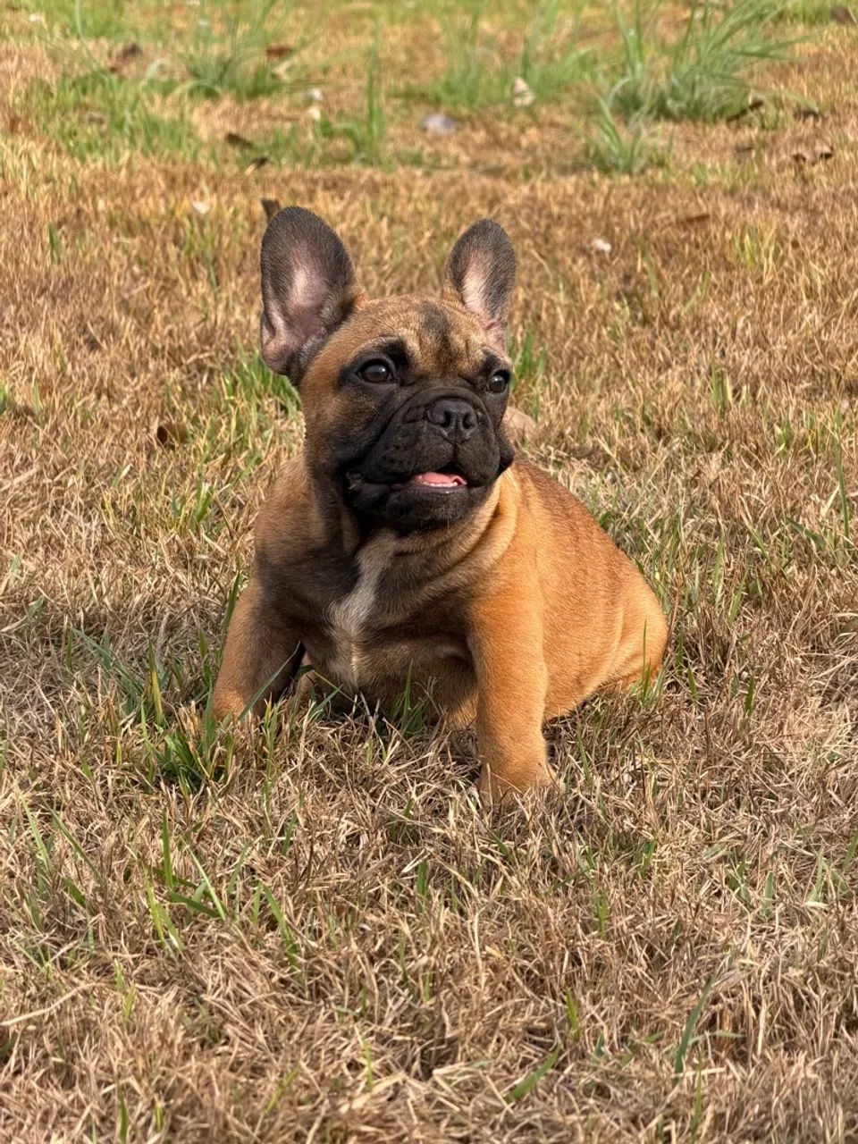  Buldogue Francês micro