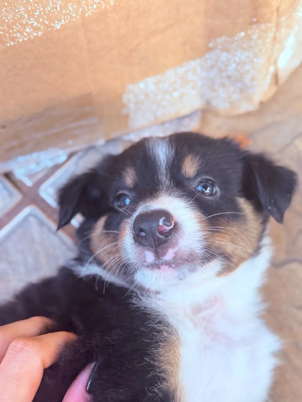 Filhotes de Border Collie e Merle - Foto 4