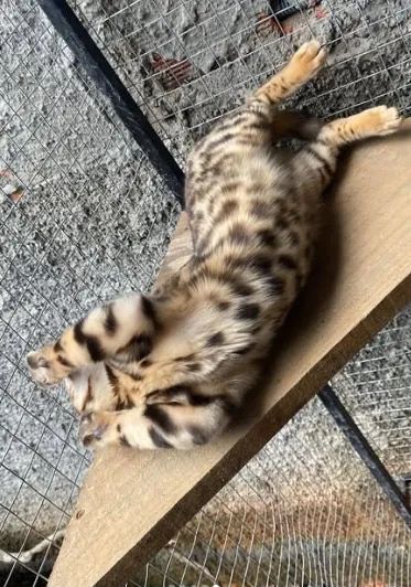 Bengal macho 11 meses - Foto 4
