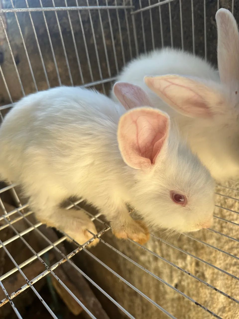 Coelhos jovens a venda $30 a unidade. - Foto 4