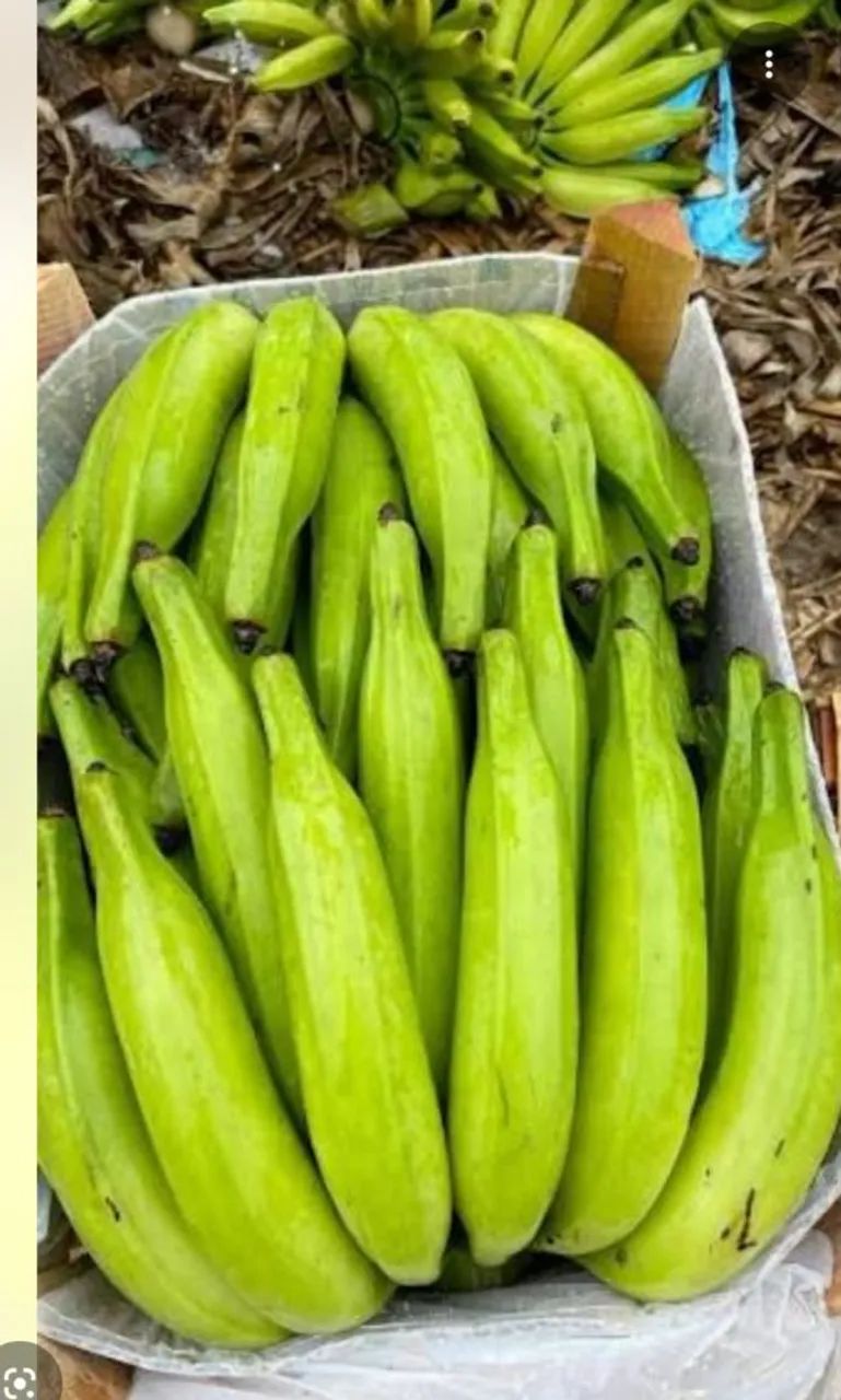 Muda de banana da terra 