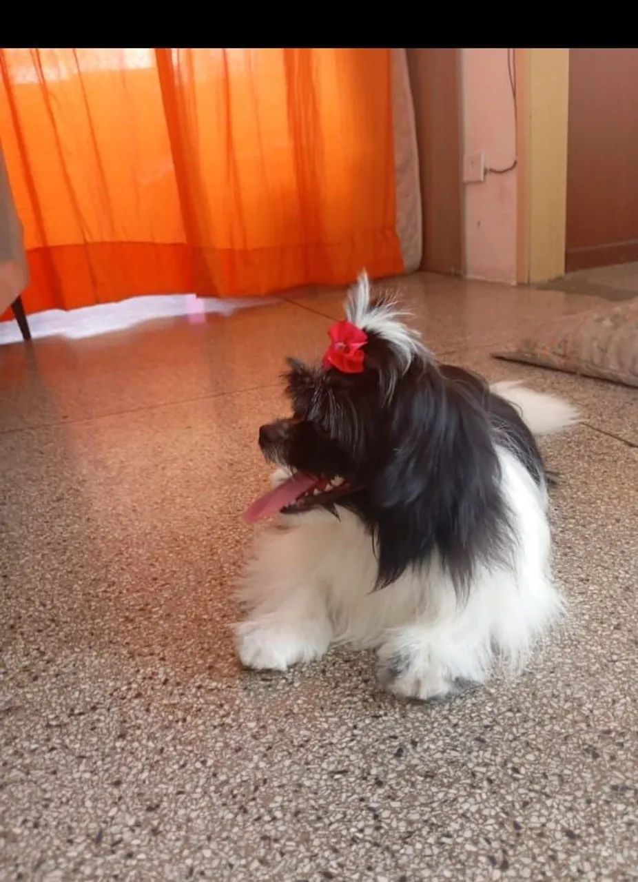 Filhotes dessa Shitzu 