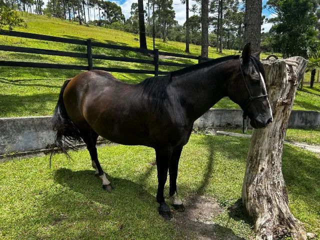 Cavalo Criolo - Lobuno