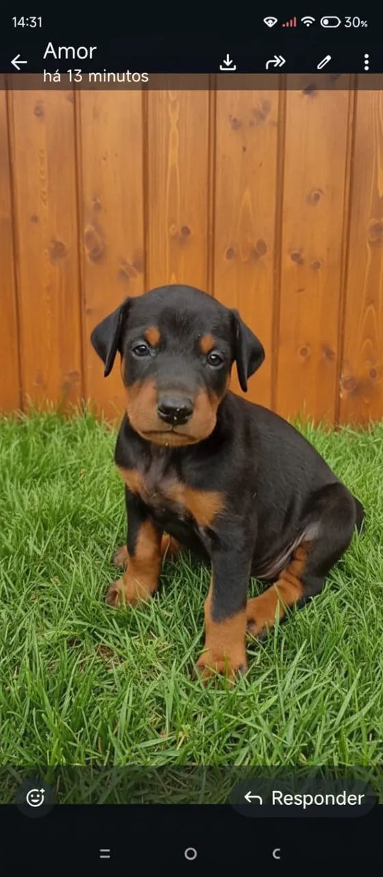 Filhotes de Doberman  - Foto 4