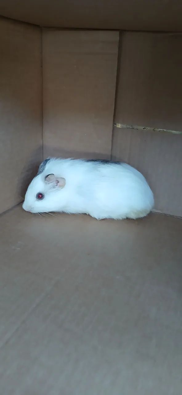 Guinea Pig Lot..439274687264215043