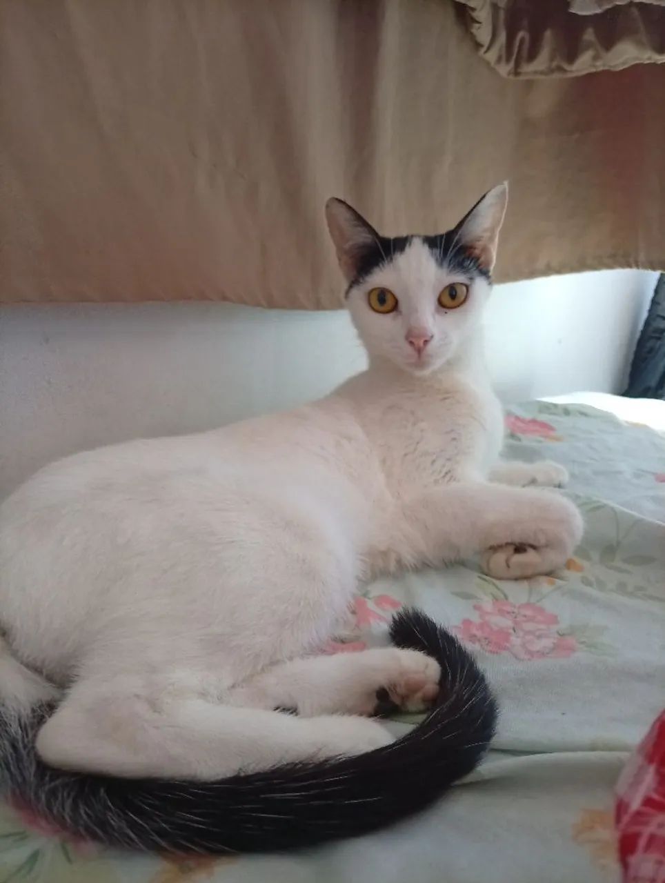 Gatinha dócil  - Foto 2