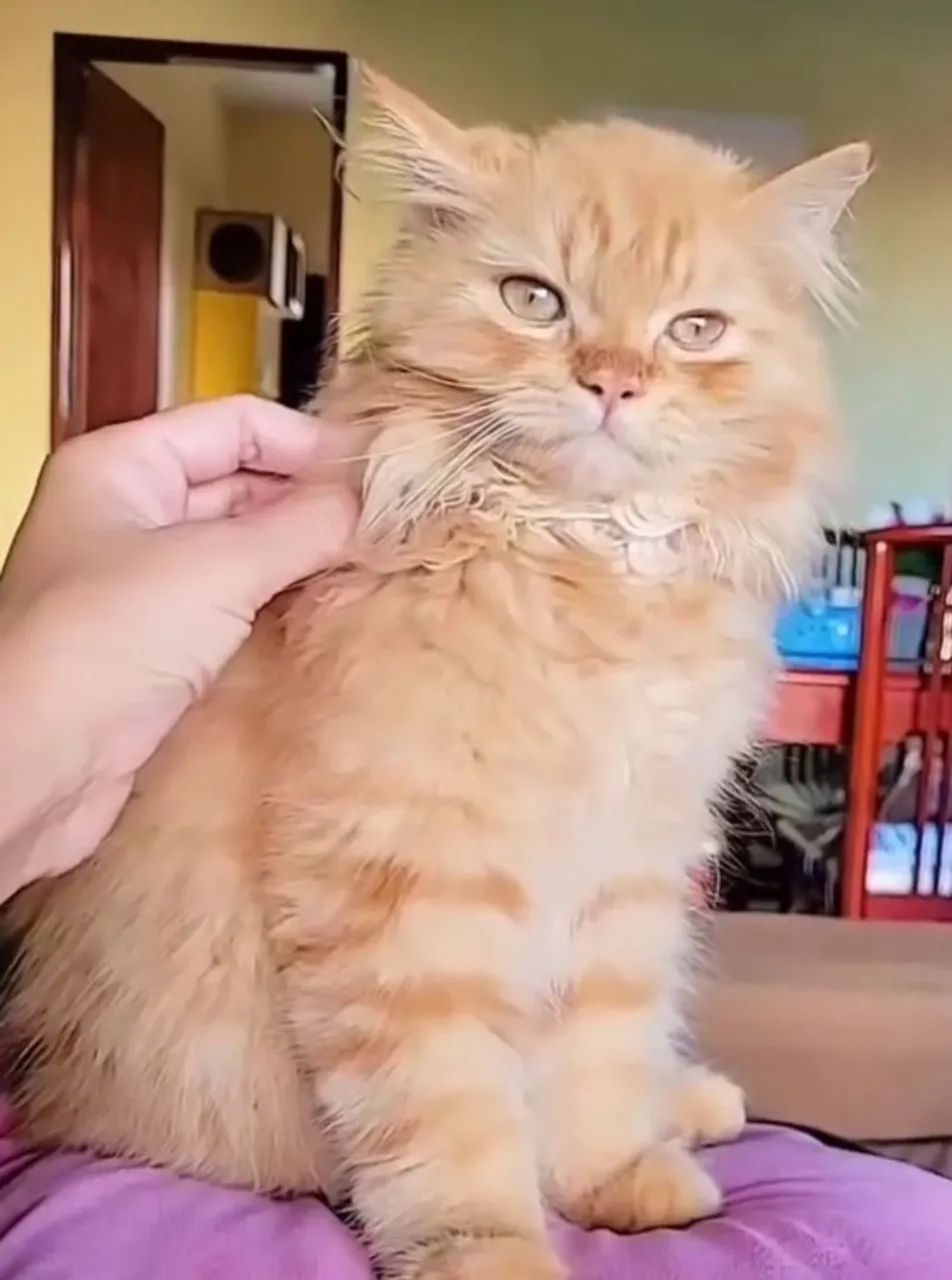 Gata Persa - Foto 4