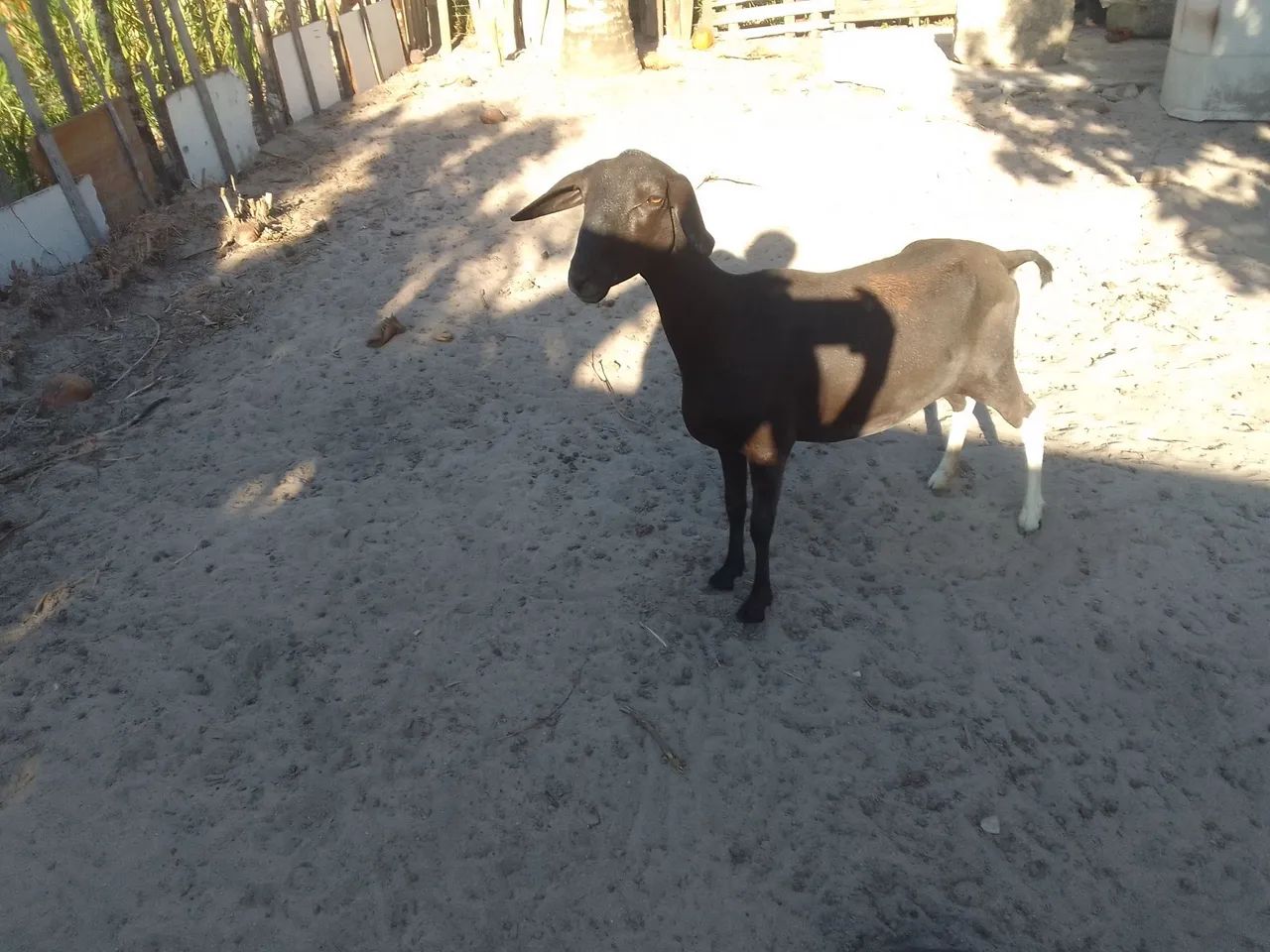 Ovelha