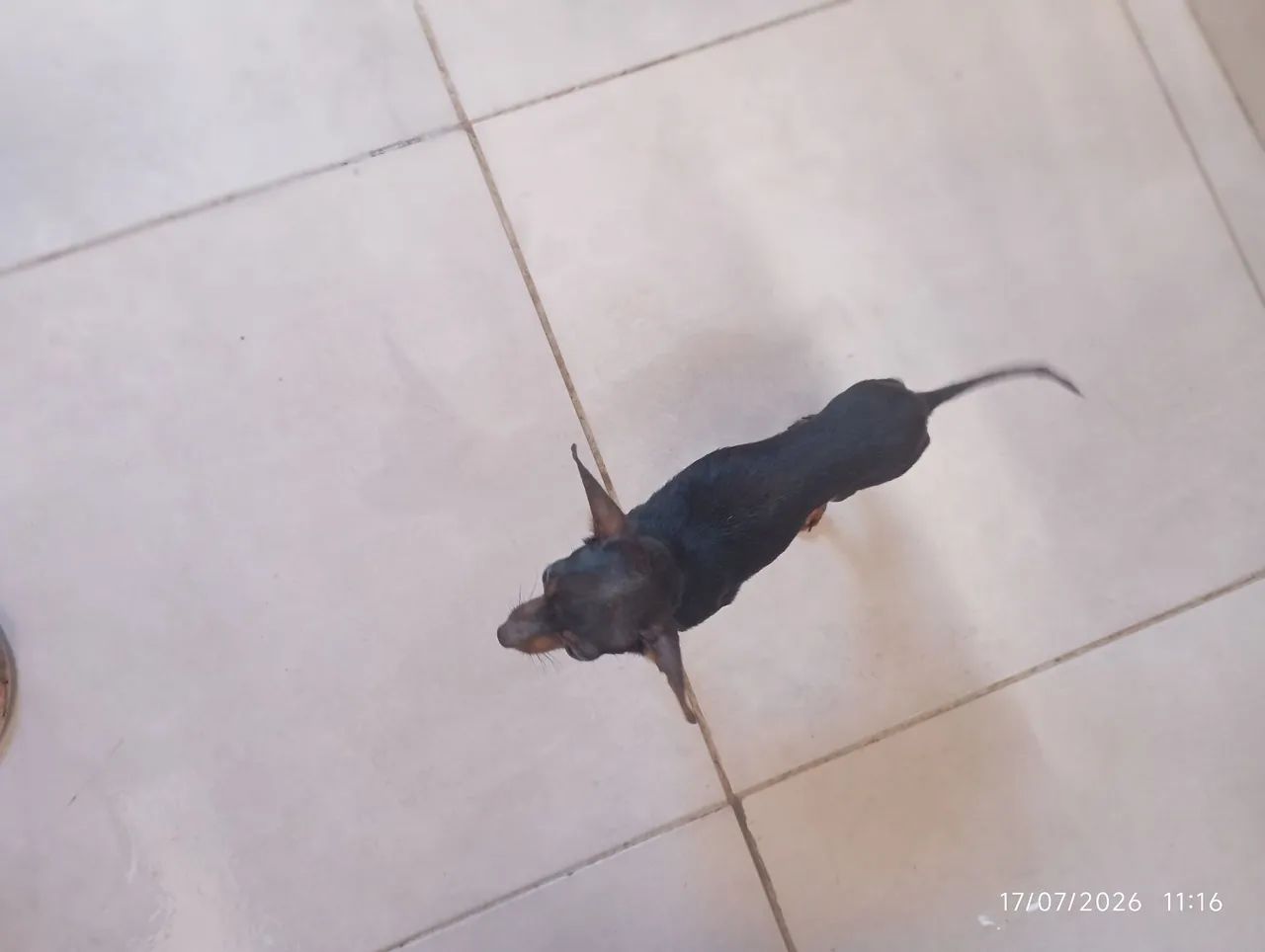 Cachorro Picher - Foto 5