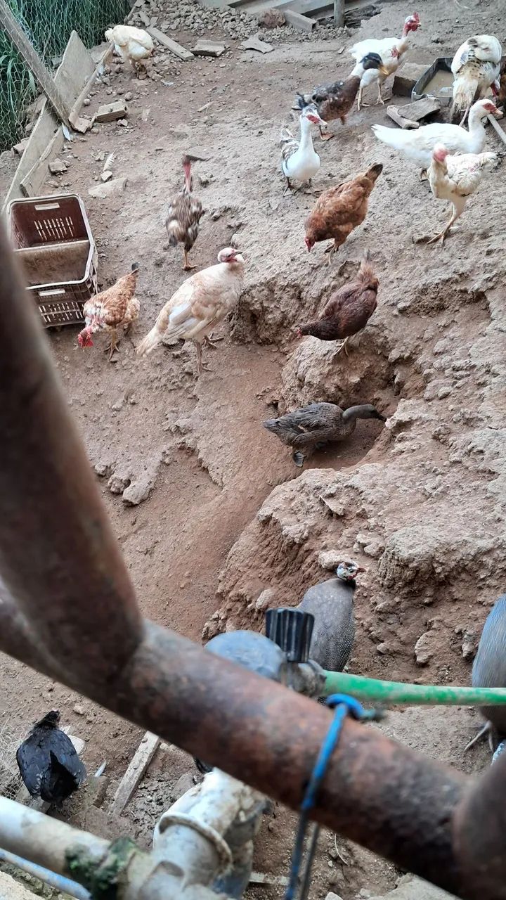 Marreco  casal - Foto 2