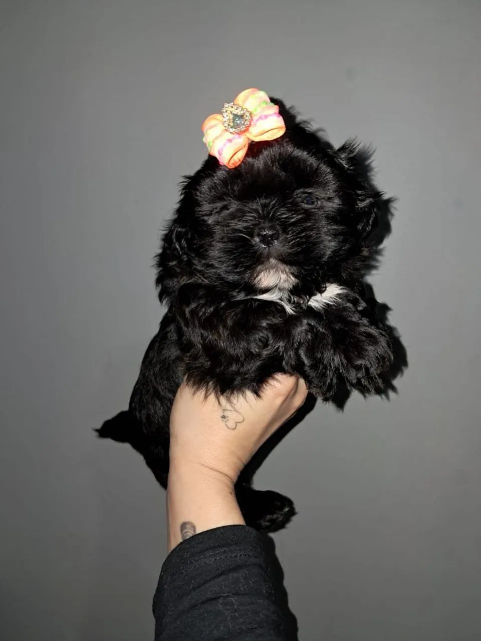 Shih tzu
