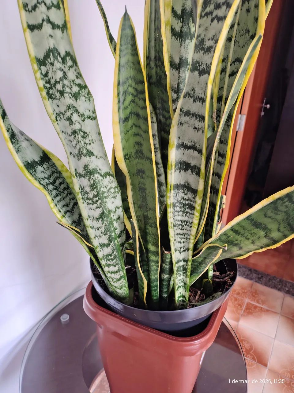 Planta 