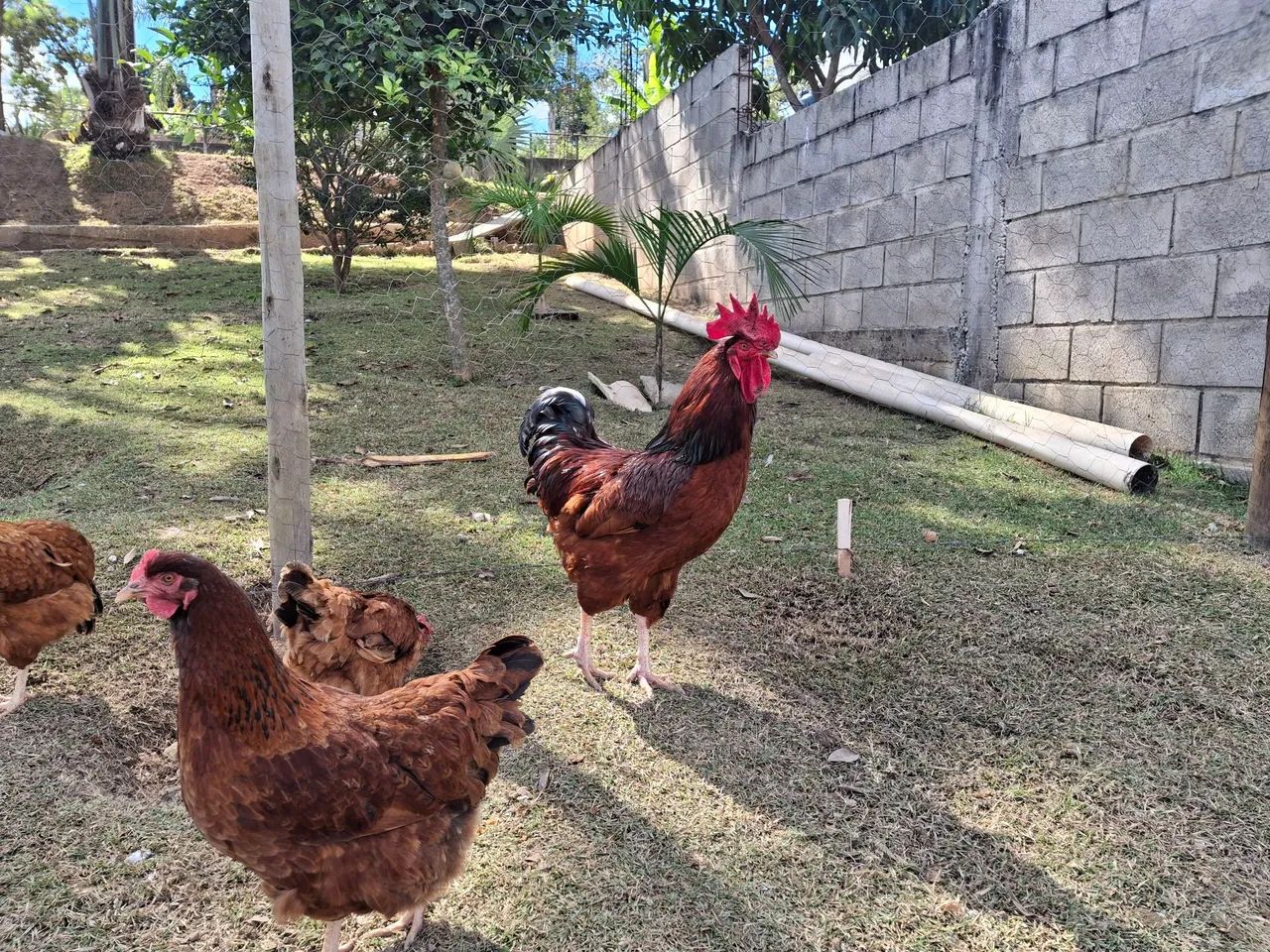 Galo Embrapa - Foto 4