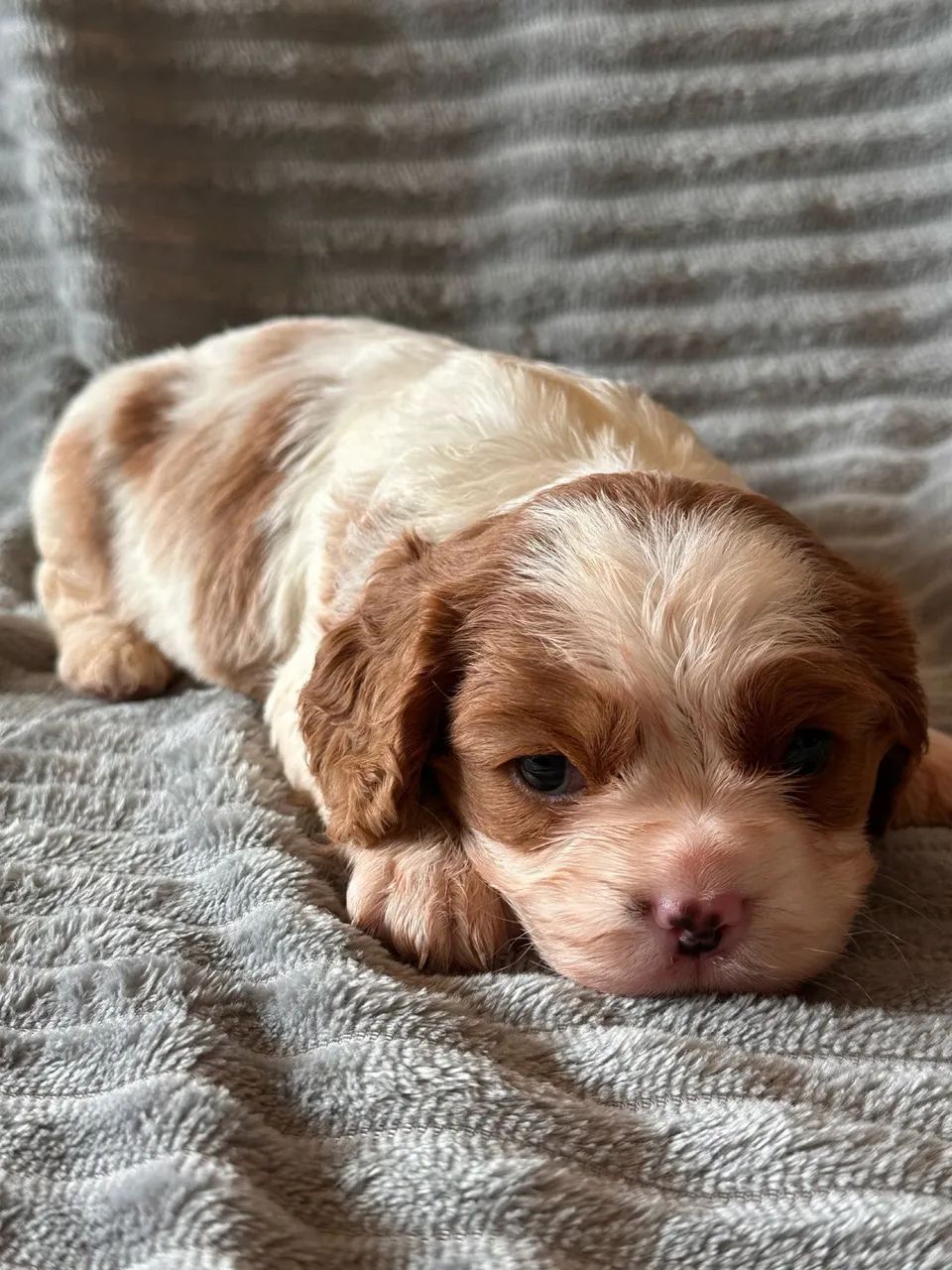 Cavalier charles King Spaniel