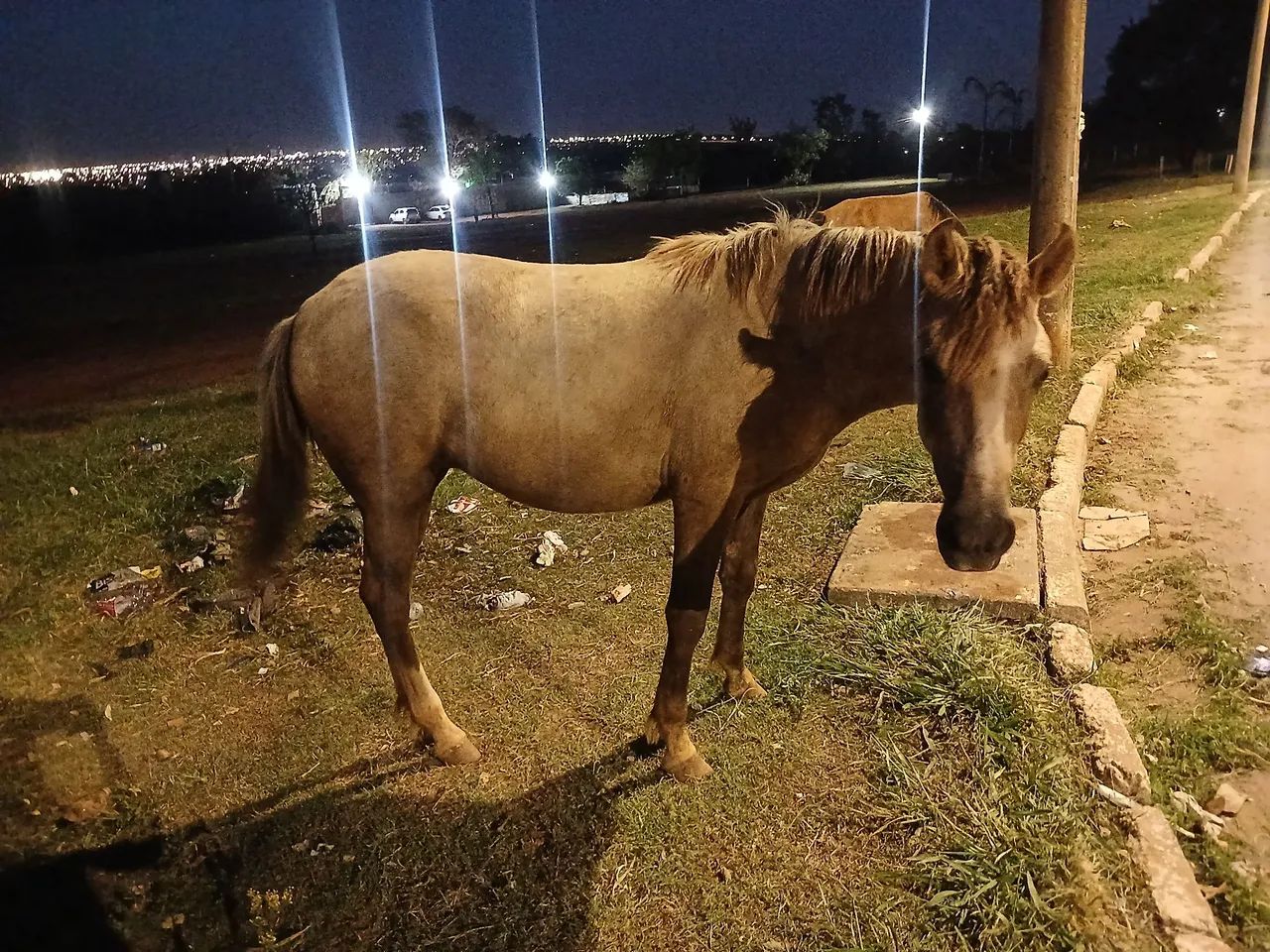 Cavalo 