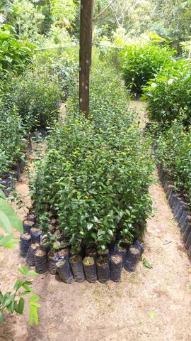 Mudas de plantas frutíferas e florestais - Foto 4
