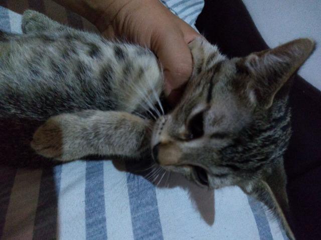 Gatinhos - Foto 5