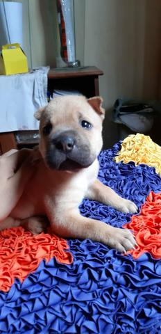 Sharpei fêmea - Foto 6