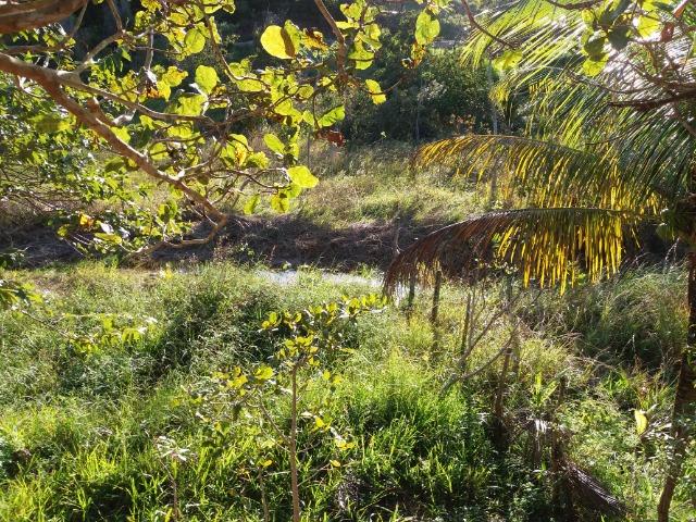 Sítio em Tamandaré - Foto 5