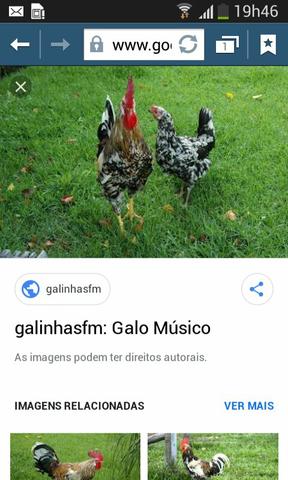Galo musico brasileiro
