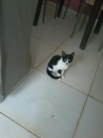 Otima companhia - Foto 3