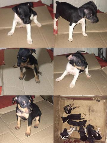 Pinscher 2 - Foto 3