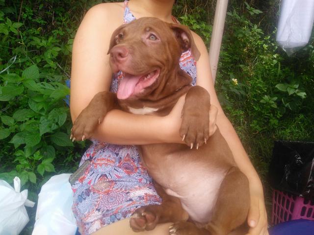 Vendo lindo Pitbull macho com duas vacinas já aplicadas - Foto 2