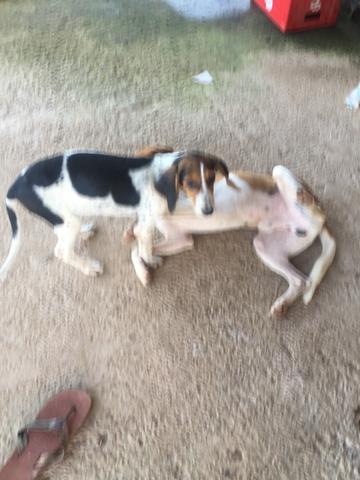 Cachorra Americana