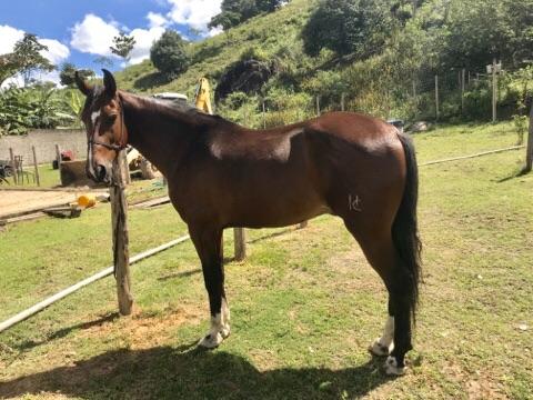 Vende-se ou troca-se cavalo mangalarga machador - Foto 2