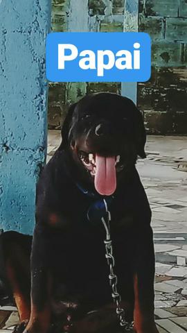 Filhotes de Rottweiler - Foto 3